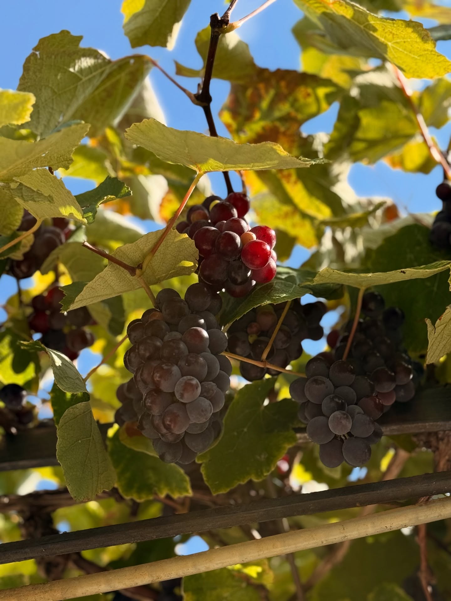 Grappes de raisin sur la treille